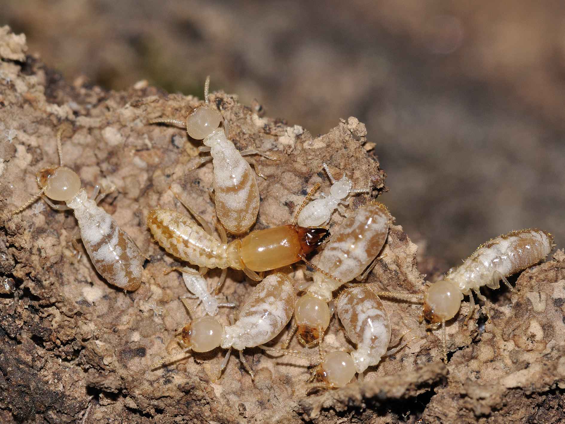 Reticulitermes lucifugus